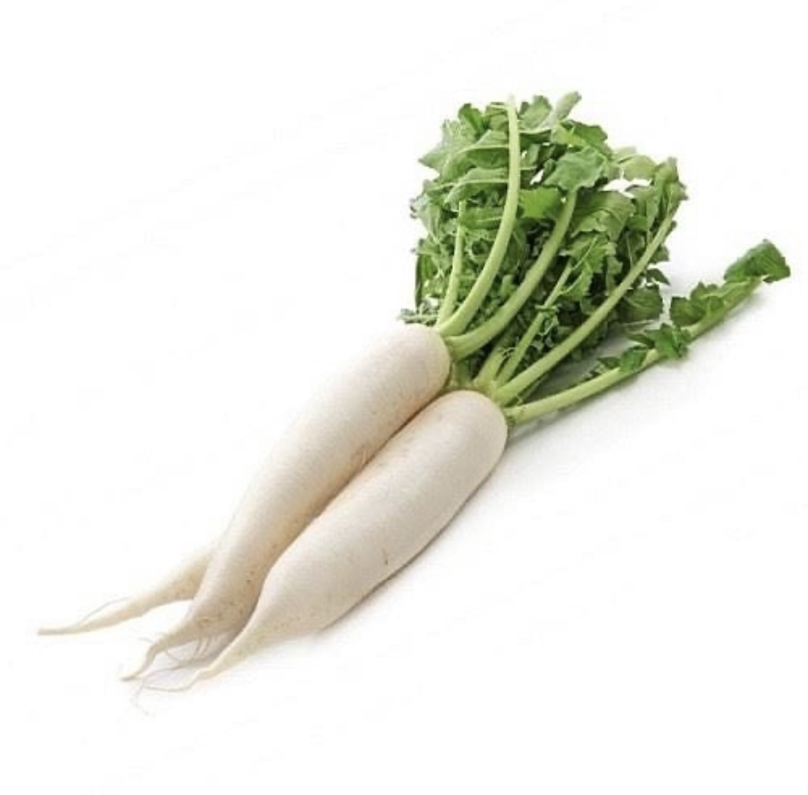 Radish (Daikon)